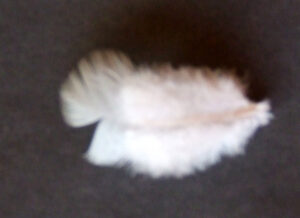 A feather in my palm