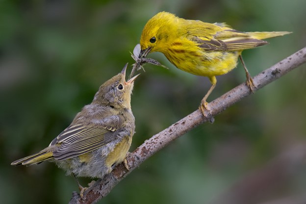 A mother bird feeds fledgling