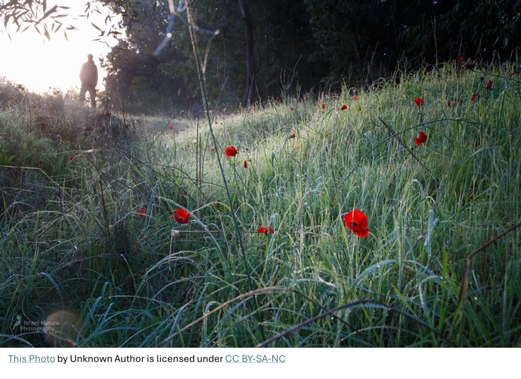 Anemones in Israel