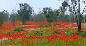 Anemones in Israel