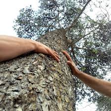 Hugging a tree in the Garden of Eden